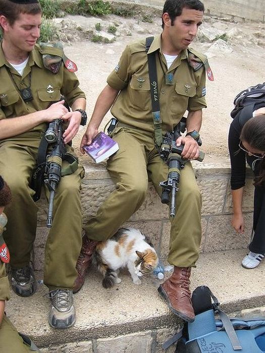 Собаки и кошки на руках солдат (48 фото)
