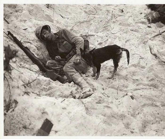 Собаки и кошки на руках солдат (48 фото)
