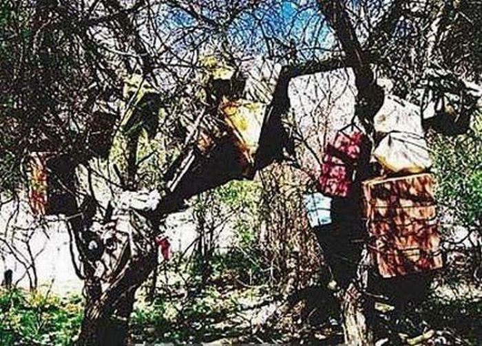 В Тибете детей хоронят на деревьях (11 фото)