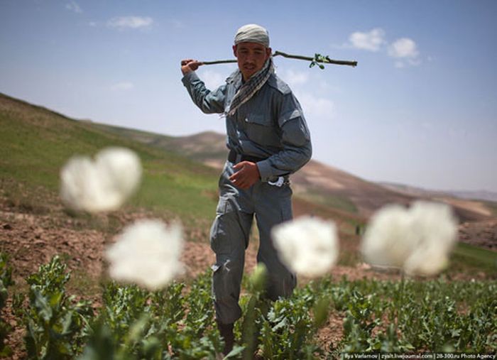 Уничтожение маковых полей в Афганистане или "пчелы против меда" (46 фото)