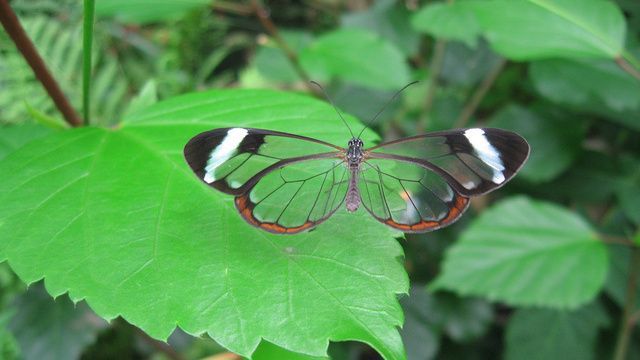 Необычные бабочки (7 Фото)