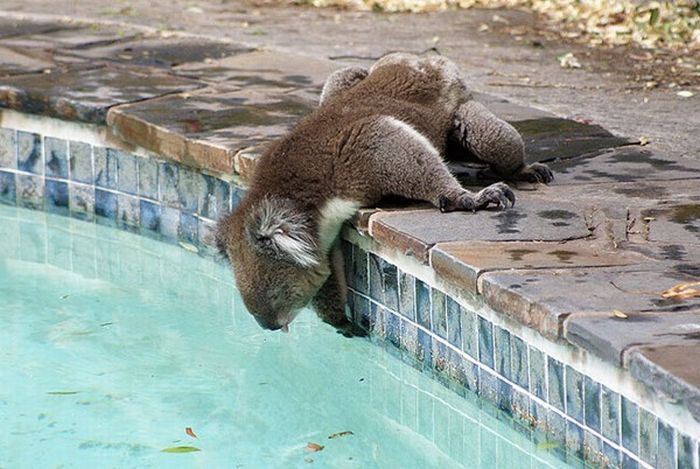 Бедную коалу измучила летняя жара (17 фото)