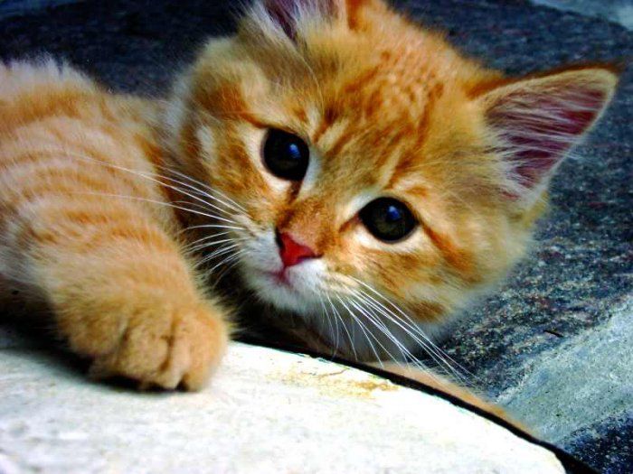 Симпатичные и милые маленькие котята (31 Фото)
