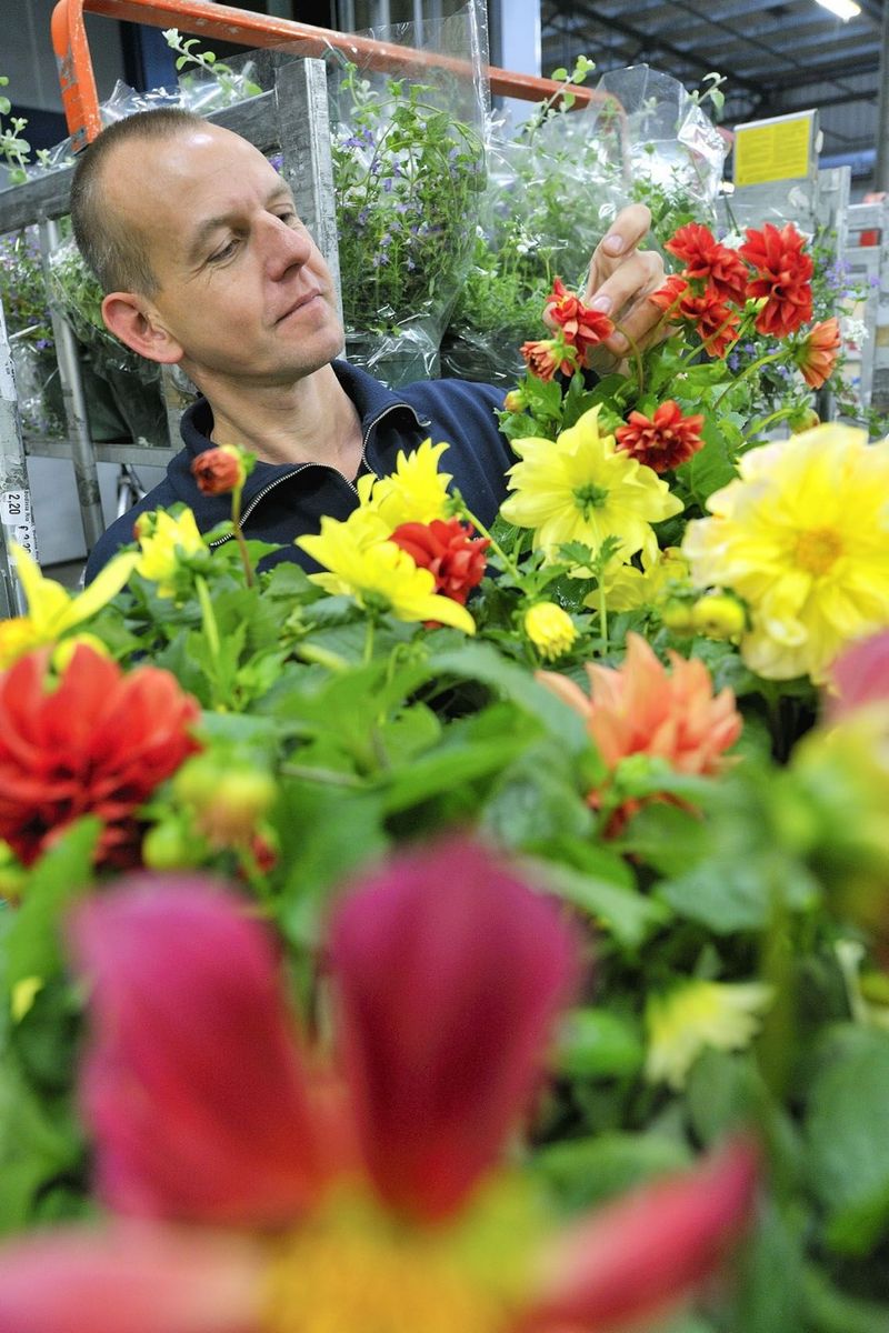 Цветочный аукцион FloraHolland в Голландии (14 фото)