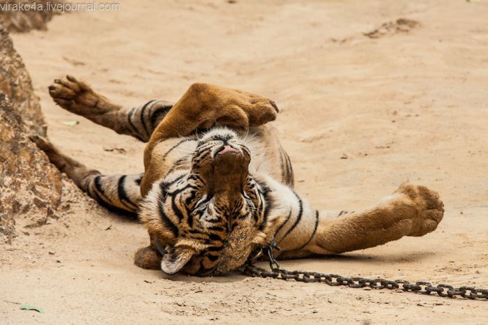 Монастырь для тигров (69 фото)