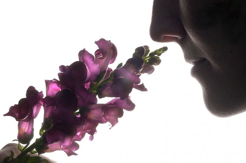 10 фактов о самых полезных запахах (10 фото)