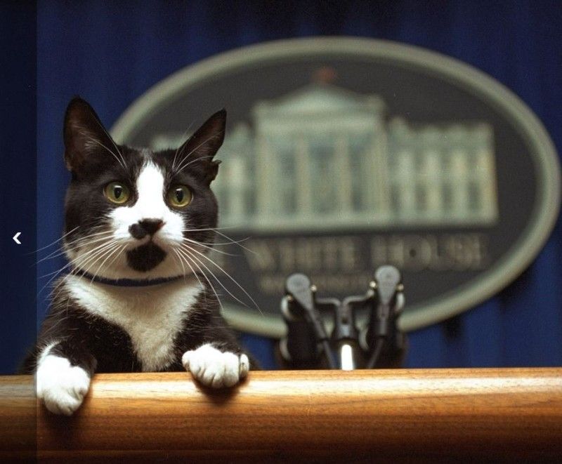 политик, президент, глава государства, собака, кот, кошка