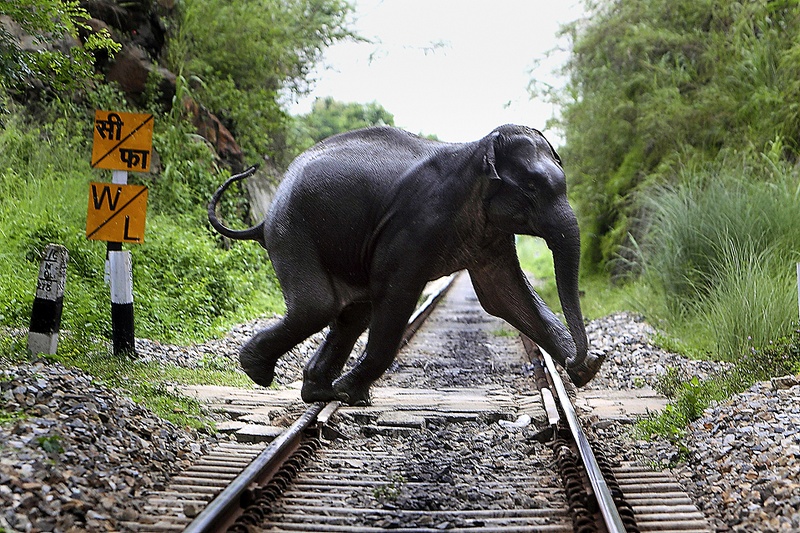 Дикий слон переходит железнодорожный путь недалеко от заповедника на окраине Гувахати, в индийском штате Ассам. Слон отстал от своих сородичей, которые возвращались в горы. (Anupam Nath/Associated Press)