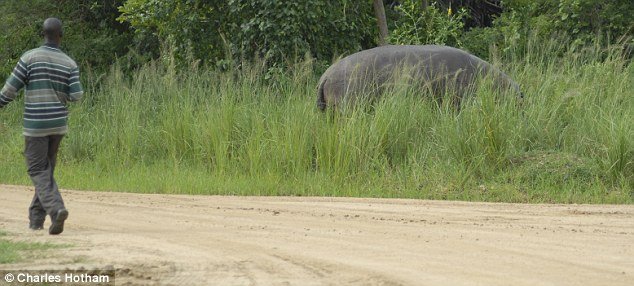 Начиналось все так. Служитель национального заповедника в Уганде шел по дороге и не сразу заметил трехтонного бегемота.