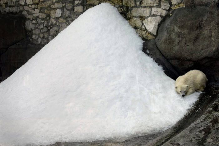 Белый медвежонок лежит на искусственном снегу в Московском зоопарке. Центральная Россия также страдает от жары. 