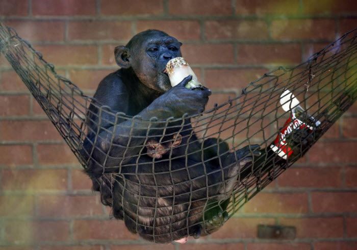 Шимпанзе наслаждается куском льда с арахисом и фруктами в зоопарке Нидерландов.