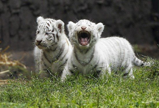 Тигрята выходят на первую прогулку (5 фото)