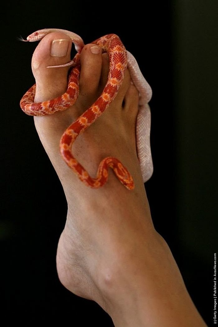 Змеиный массаж   (12 Фото)