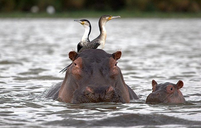 Самые лучшие снимки удивительного мира животных (99 фото)