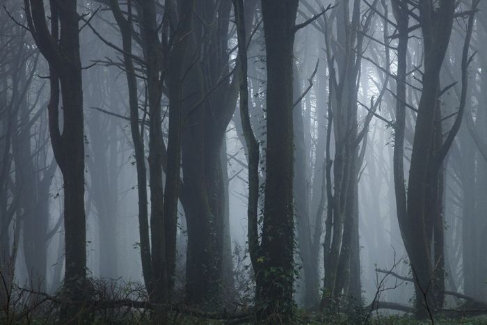 Туман в лесу (31 фото)