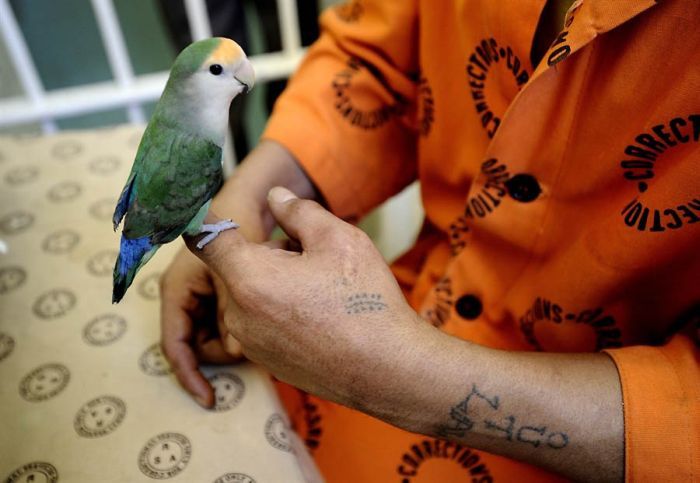 Закоренелых преступников перевоспитывают с помощью попугаев (15 фото)