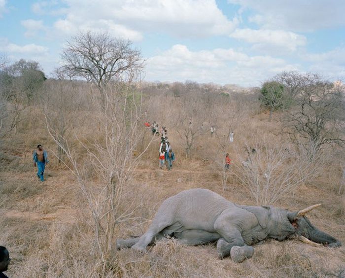 История про мертвого слона в Зимбабве (9 фото)