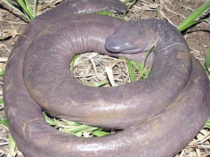 Неизвестная науке змея похожая на пенис (4 фото)