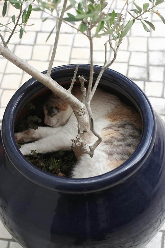 Места отдыха для кошек (25 фото)