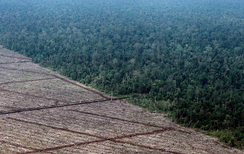 Можно ли прокормить 7 миллиардов человек, не уничтожив окружающую среду? (20 фото)