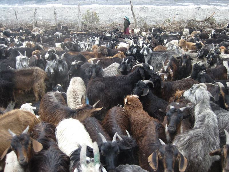 Буксировка коровы через ледник (27 фото)