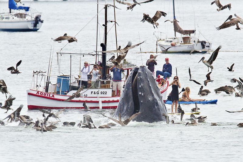  Горбатые киты у побережья Калифорнии (5 фото)