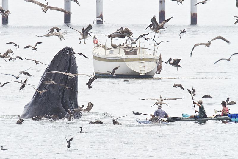  Горбатые киты у побережья Калифорнии (5 фото)
