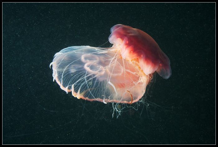 Удивительный подводный мир (44 фото)