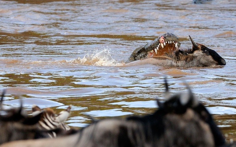 Нападение крокодилов (14 фото)