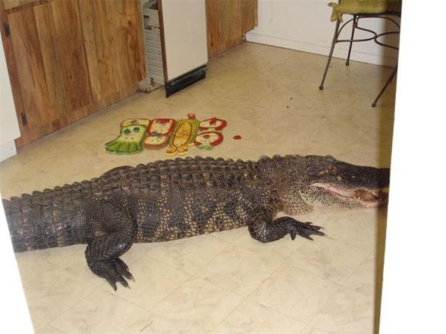 Крокодил пробрался в дом (3 фото)