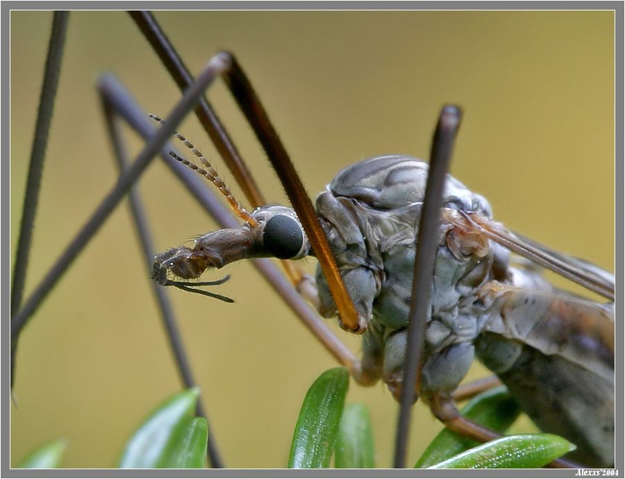 Макро насекомые (87 фото)