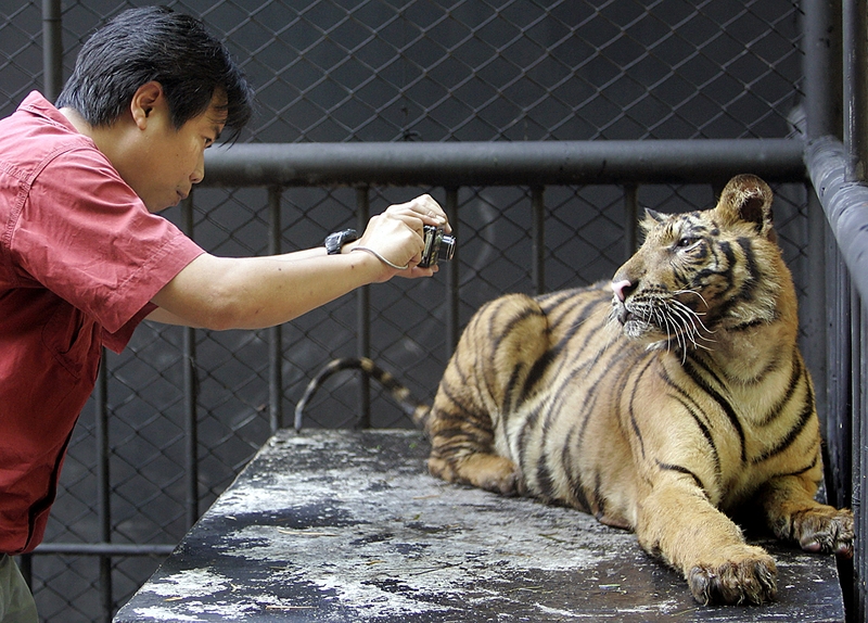 Чиновник из Департамента по делам национальных парков, флоры и фауны фотографирует тигра в государственном заповеднике в Ратчабури, Таиланд. Официальные лица говорят, что многочисленные сообщения о продаже тигров на черном рынке частными зоопарками Таиланда стимулировали усилия по созданию базы данных тигров в неволе.