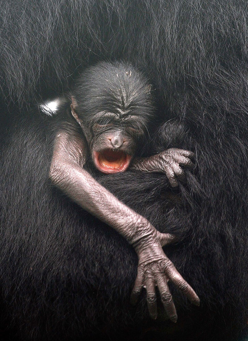 Двухдневный малыш черного гиббона зевает в объятиях матери в центральном зоопарке в Катманду, Непал, в четверг.
