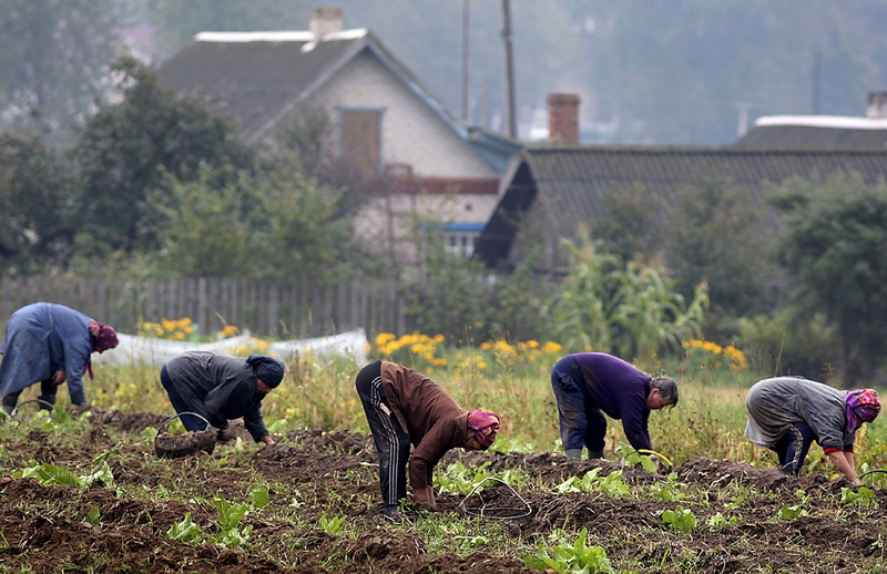 Белорусы копают картошку в деревне Новоселки, к востоку от Минска.