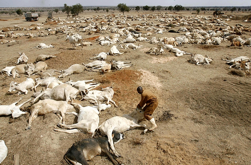 Человек пытается поднять умирающую корову, лежащую среди туш сдохшего из-за засухи скота в Кении. Крестьяне пытаются получить хоть какие-то деньги, продавая больной скот на мясо.