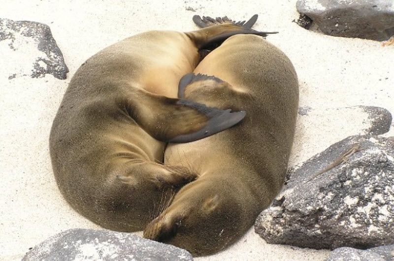 8. Тюлени лежат рядом на Галапагосских островах в Эквадоре. (Lonely Planet's 100 Million Competition / Sandra van der Niet)