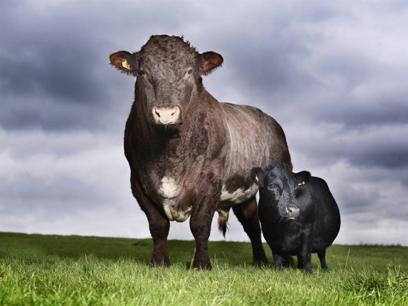 Самая маленькая корова в мире – 85 см от заднего до переднего копыта – Ласточка принадлежит Мартину и Кэролайн Райдер (из Великобритании). Она была измерена на ферме «Pike End» в Ришуорте, Великобритания, 14 сентября 2009 года. (Ranald Mackechnie / Guinness World Records)
