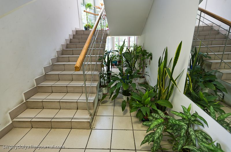 Начнем с того, что все здание похоже на ботанический сад. Отряду повезло с комендантом. Благодаря ей лестница и кабинеты буквально утопают в зелени: