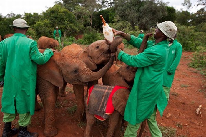 В Кении есть детский дом для слонов (18 фото)