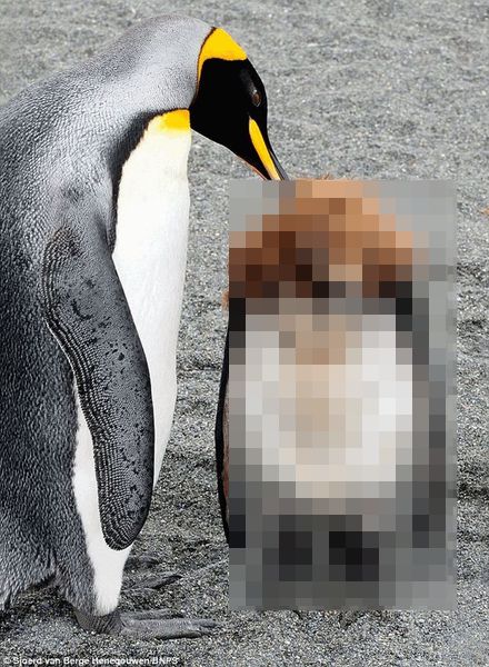 Пингвины в период полового созревания (2 фото)