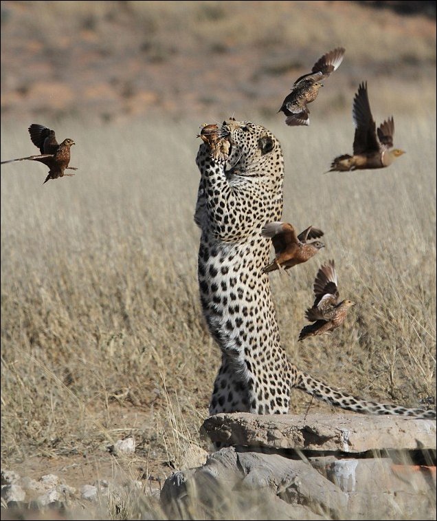 Южноафриканский леопард ловит рябков (6 фото)