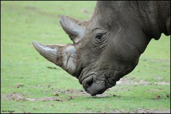 Носорог. Интересные факты об удивительном животном (10 фото)