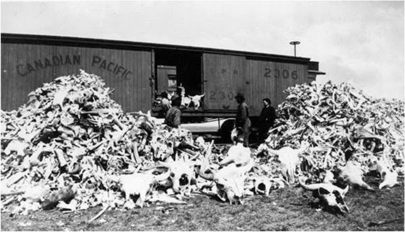Уничтожение бизонов в США (10 фото)