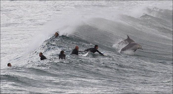 Дельфины показали мастер-класс (5 фото)