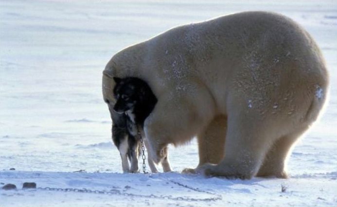 Медведь и собака стали лучшими друзьями (6 фото)