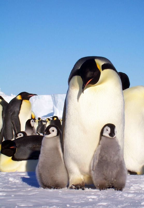 Фотографии Пингвинов (13 фото)