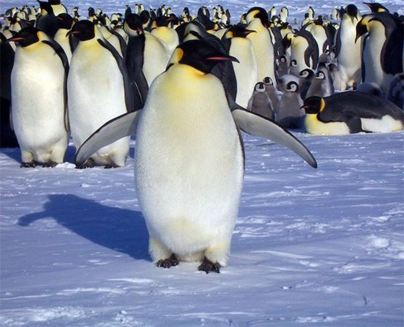 Фотографии Пингвинов (13 фото)