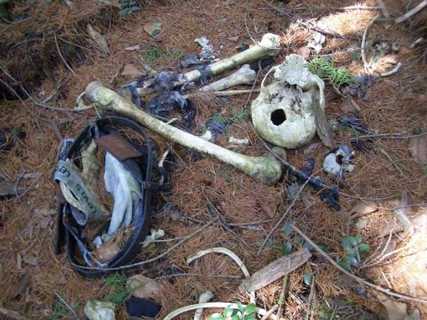 Аокигахара Дзюкай-лес самоубийств (19 фото)
