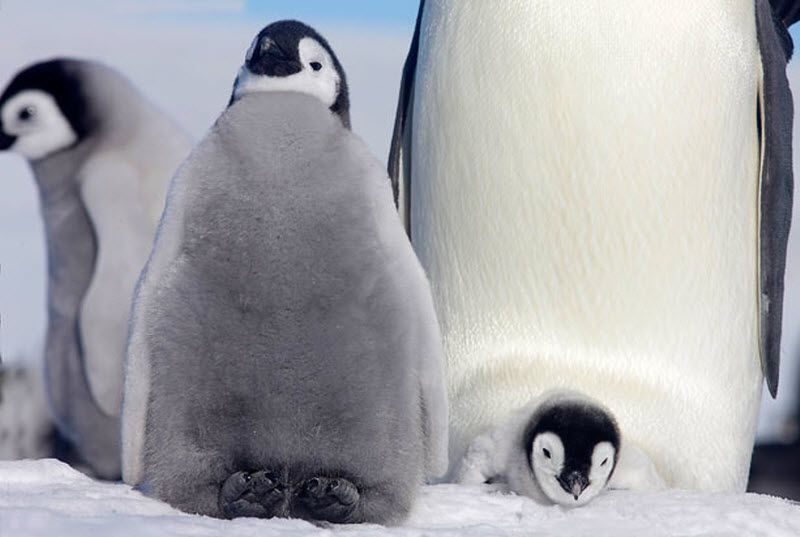 Птенцы императорского пингвина на острове Сноу Хилл в море Уэдделла, у берегов Западной Антарктиды, так похожи на героев мультфильма «Делай ноги». (PAL HERMANSEN / STEVEBLOOM.COM / BARCROFT MEDIA)