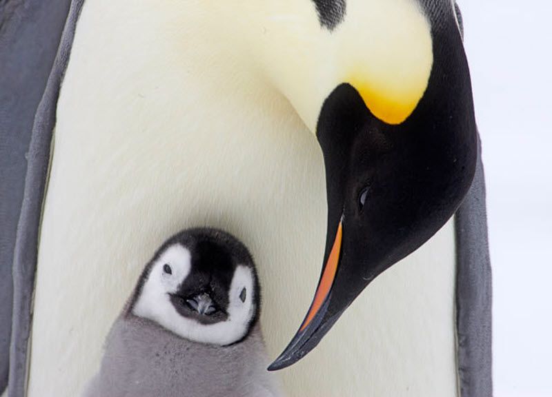 Для покорителей Антарктики нынешний год может быть последним, когда они смогут углубиться в этот регион, чтобы понаблюдать за пингвинами в их естественной среде обитания. (PAL HERMANSEN / STEVEBLOOM.COM / BARCROFT MEDIA)
